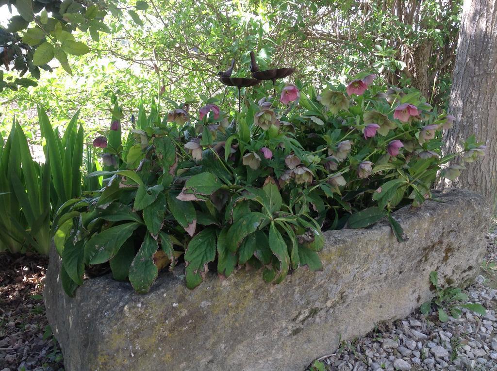 Jardin D'Antan Acomodação com café da manhã Ansouis Exterior foto